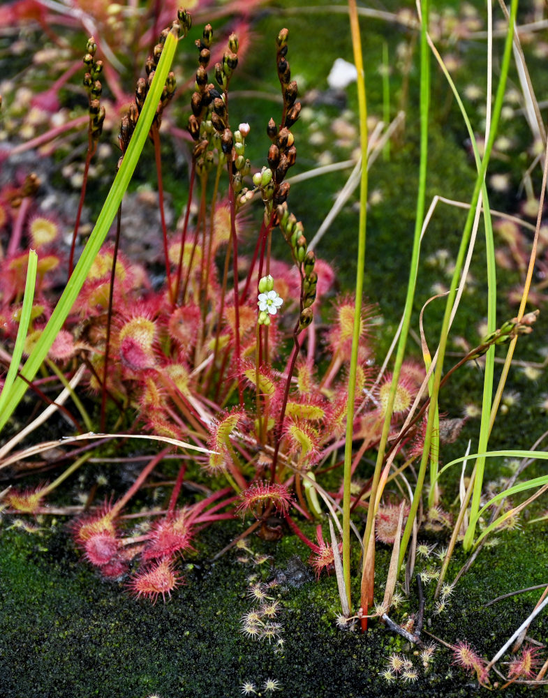 Изображение особи Drosera rotundifolia.