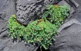 Rhodiola integrifolia