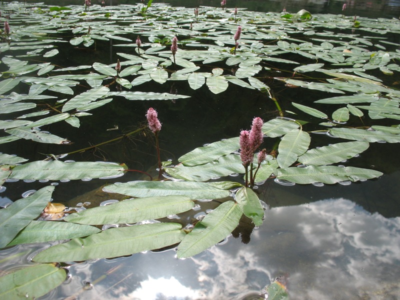 Image of Persicaria amphibia specimen.