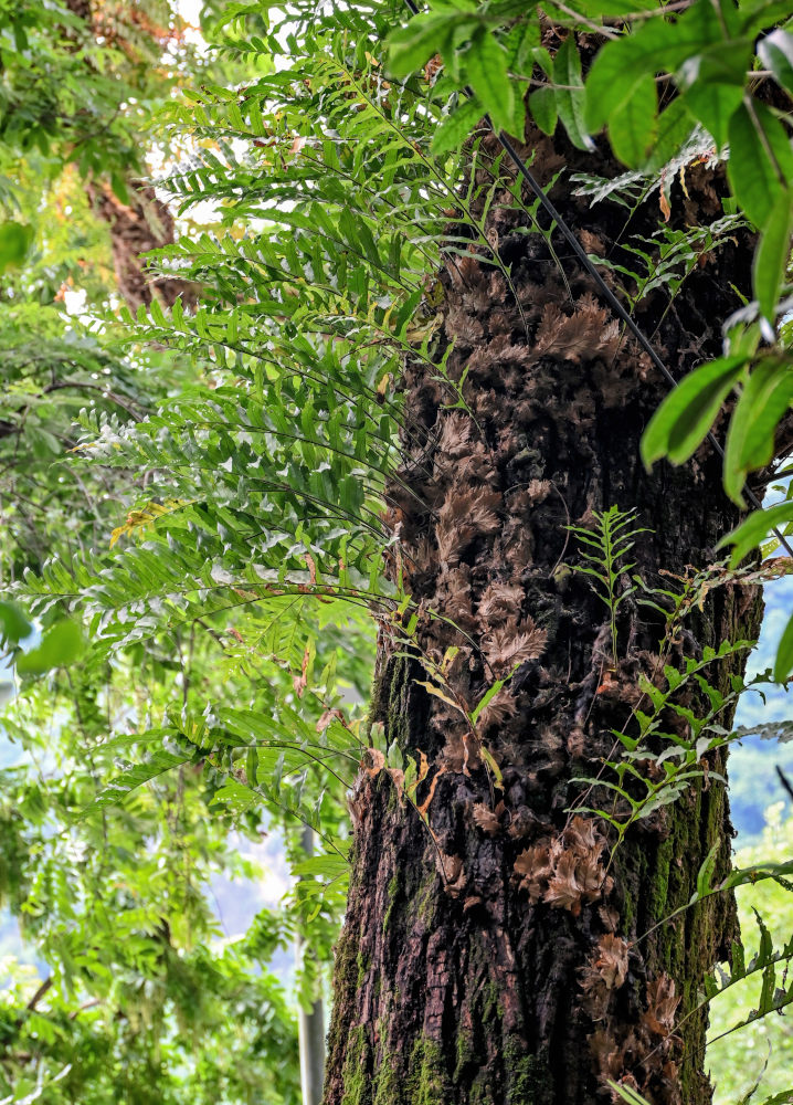 Image of Drynaria roosii specimen.