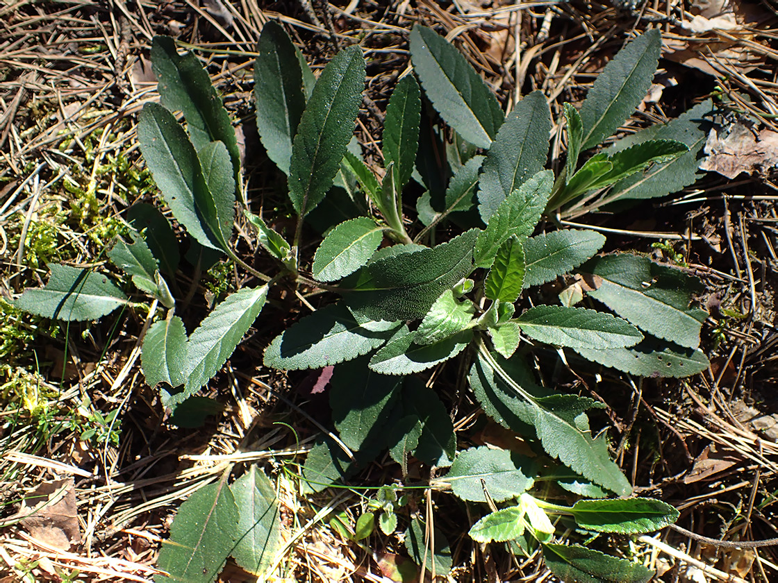 Image of genus Veronica specimen.