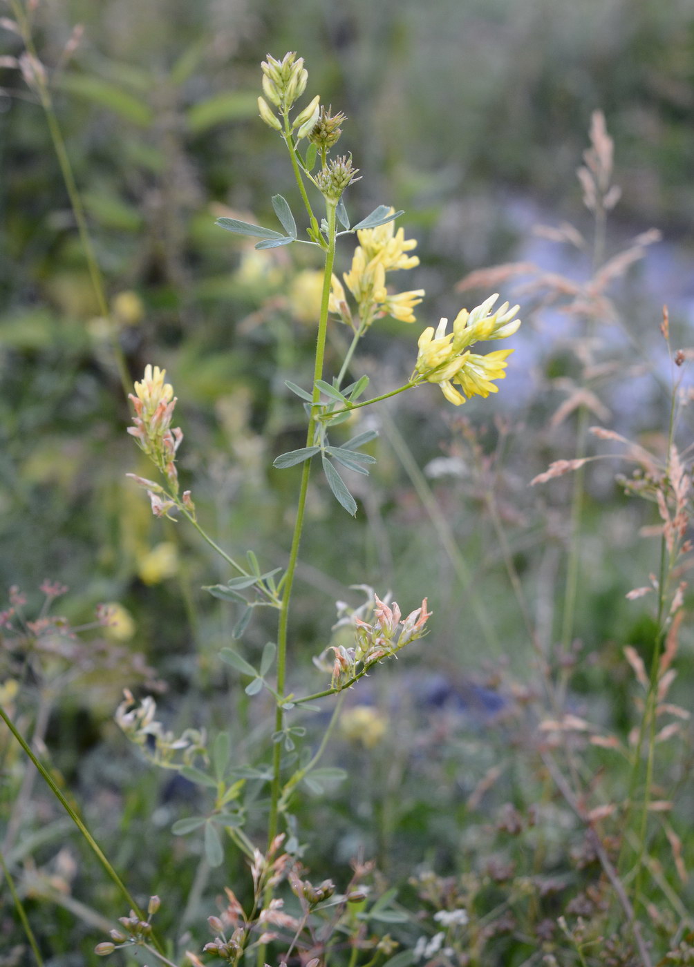 Изображение особи род Medicago.