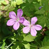 Geranium maximowiczii. Цветки. Хабаровский край, окр. г. Комсомольск-на-Амуре, кедрово-широколиственный лес, вдоль лыжной трассы. 14.07.2024.