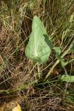 Eryngium planum. Лист. Рязанская обл., Милославский р-н, окр. дер. Гаи, на границе Тульской обл., балка Крутой Овраг, луг. 30 июля 2024 г.