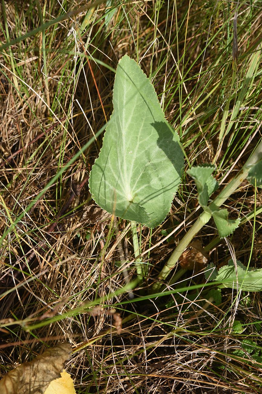 Изображение особи Eryngium planum.