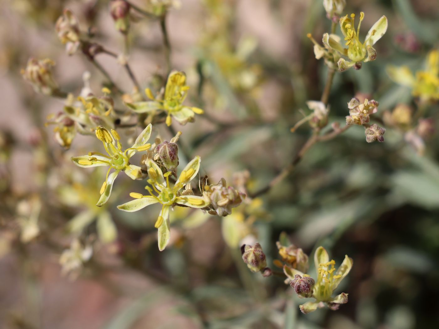 Image of Haplophyllum versicolor specimen.