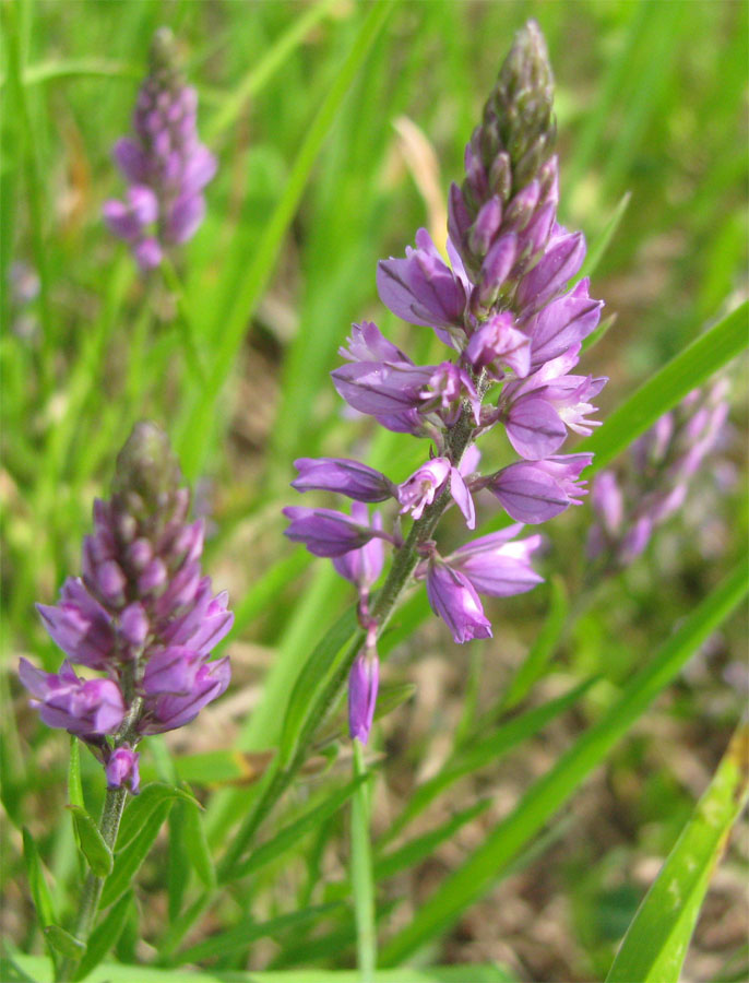 Image of Polygala comosa specimen.