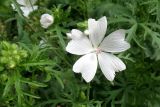 Malva moschata