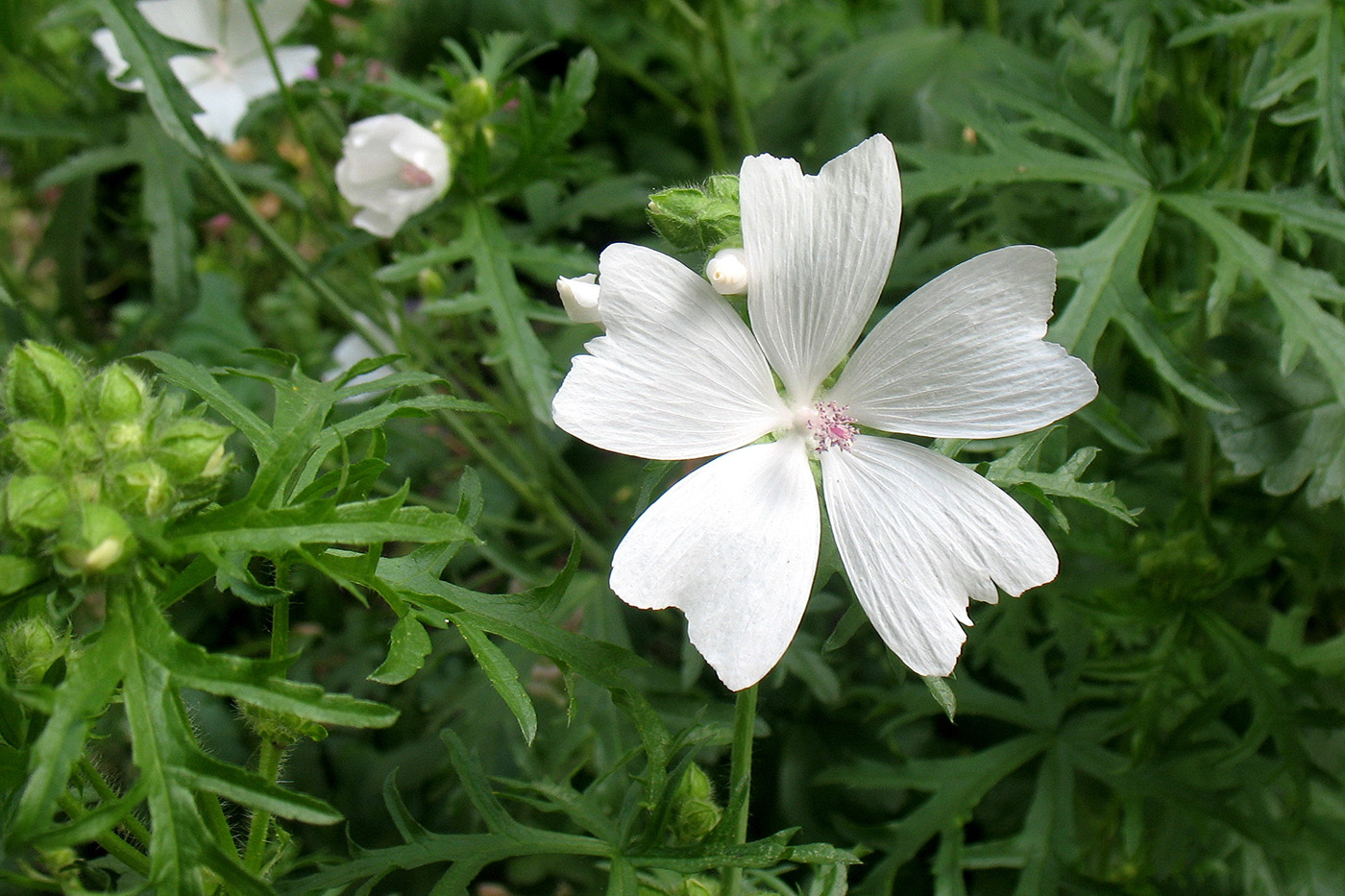 Image of Malva moschata specimen.