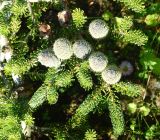 Abies koreana