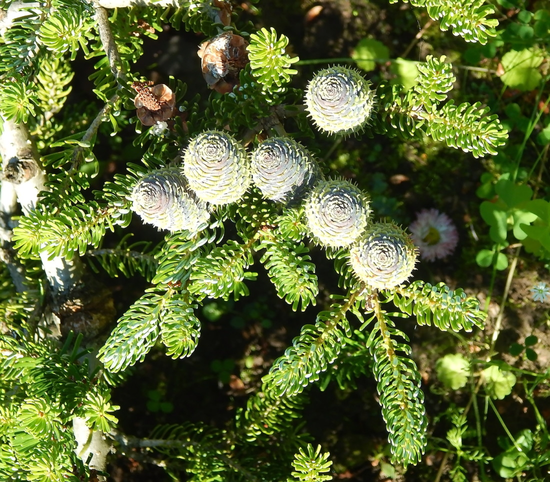 Image of Abies koreana specimen.