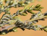 Artemisia caerulescens подвид gallica. Средняя часть веточки с развивающимся (?) соцветием. Испания, автономное сообщество Каталония, провинция Жирона, комарка Баш Эмпорда, муниципалитет Тороэлья-де-Монгри, окр. устья р. Тер, осушенный маршевый луг Платера (Platera). 22.09.2024.