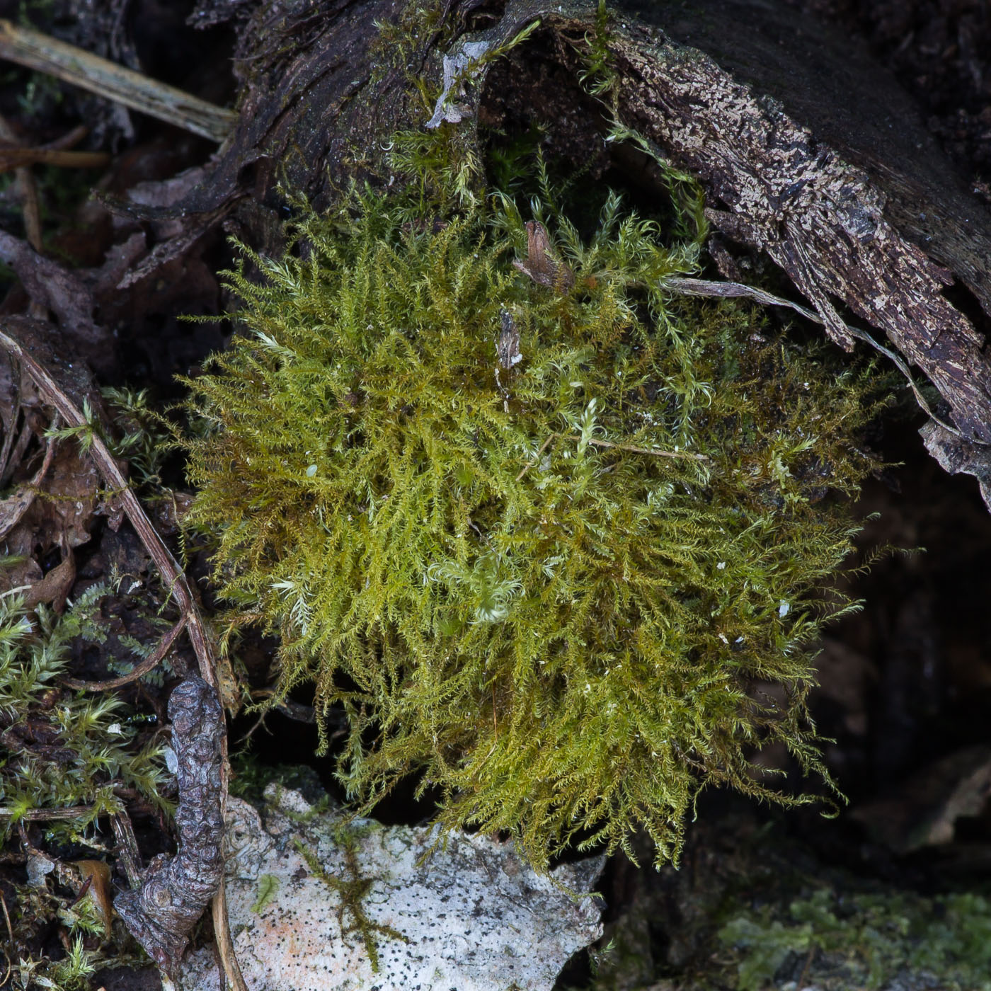 Изображение особи Campyliadelphus chrysophyllus.