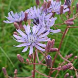 Lactuca sibirica. Соцветия разной степени развития. Хабаровский край, окр. г. Комсомольск-на-Амуре, разнотравный луг. 25.07.2024.