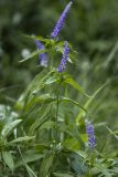 Veronica longifolia