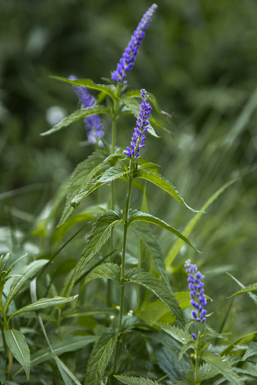 Изображение особи Veronica longifolia.