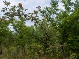 Rosa corymbifera