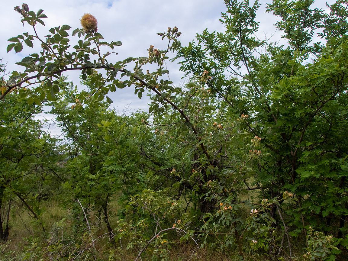 Изображение особи Rosa corymbifera.