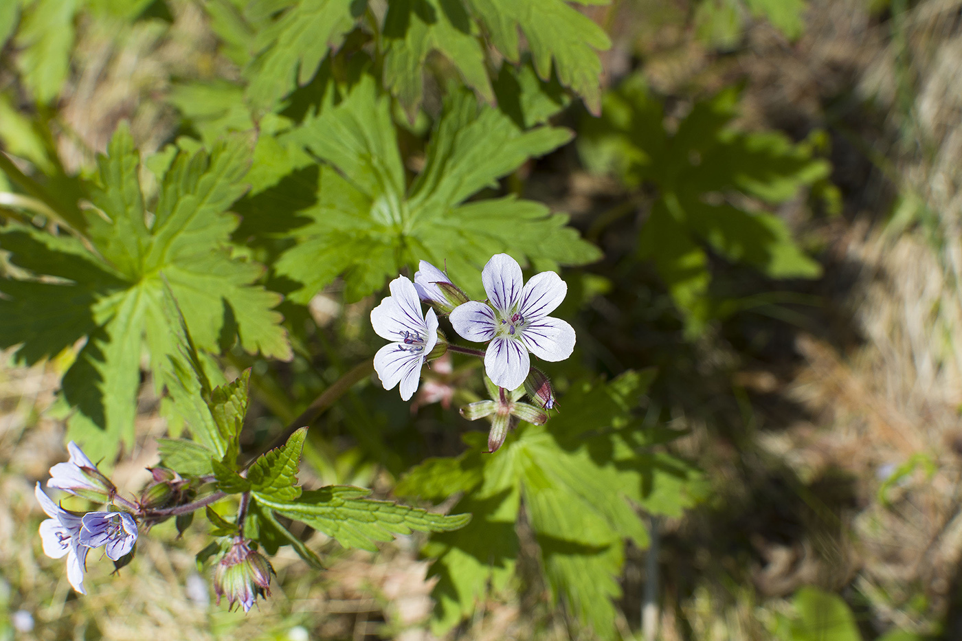 Image of Geranium albiflorum specimen.