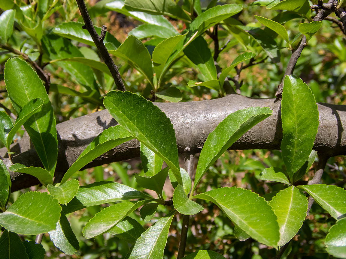 Image of genus Pyracantha specimen.