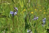 Lathyrus palustris. Часть побега с соцветиями, лезущего по стеблям Festuca. Ленинградская обл., Ломоносовский р-н, окр. Шепелёвского маяка; п-ов Каравалдай, берег Финского залива, приморский луг. 16.06.2024.