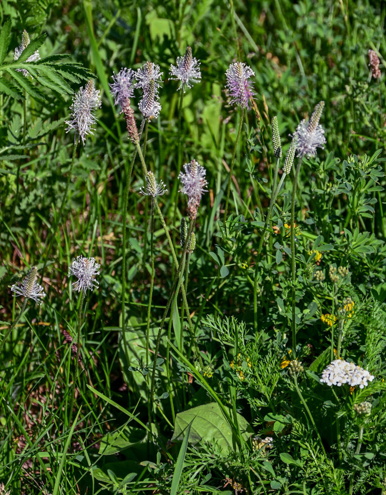 Изображение особи Plantago media.