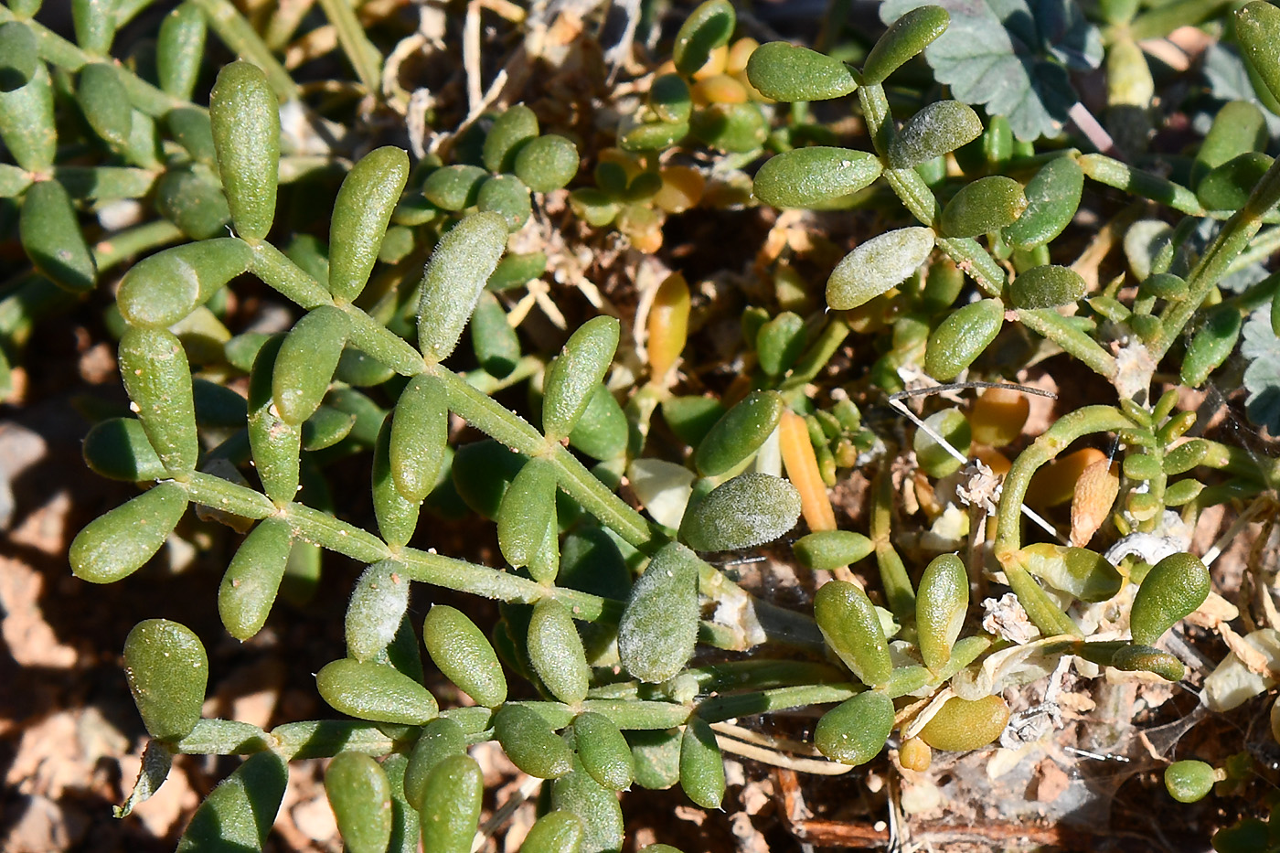 Image of Zygophyllum kegense specimen.