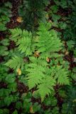 genus Dryopteris
