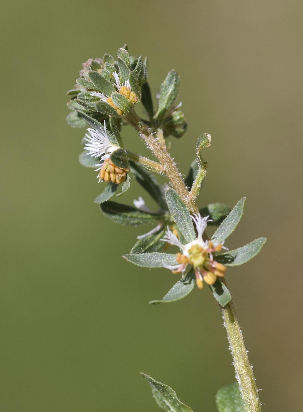 Image of Reseda phyteuma specimen.