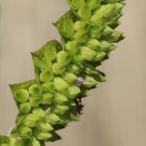 View full-size image Elsholtzia ciliata