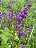 Смотреть изображение Salvia verticillata