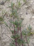 View full-size image Artemisia scoparia