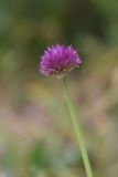 View full-size image genus Allium