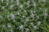 View full-size image Marrubium astracanicum