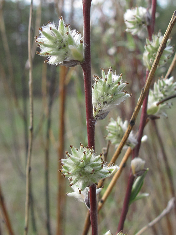 Image of Salix rosmarinifolia specimen.