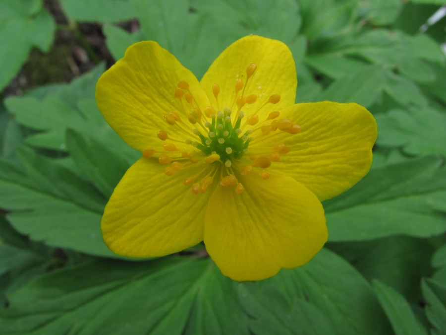 Image of Anemone ranunculoides specimen.