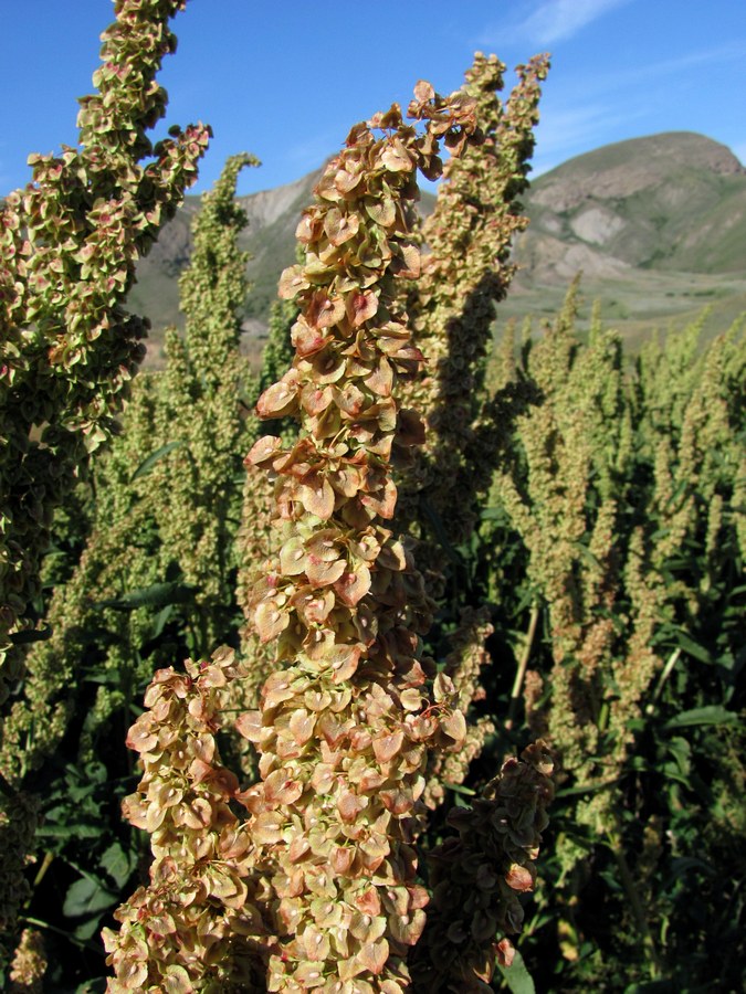 Image of Rumex confertus specimen.