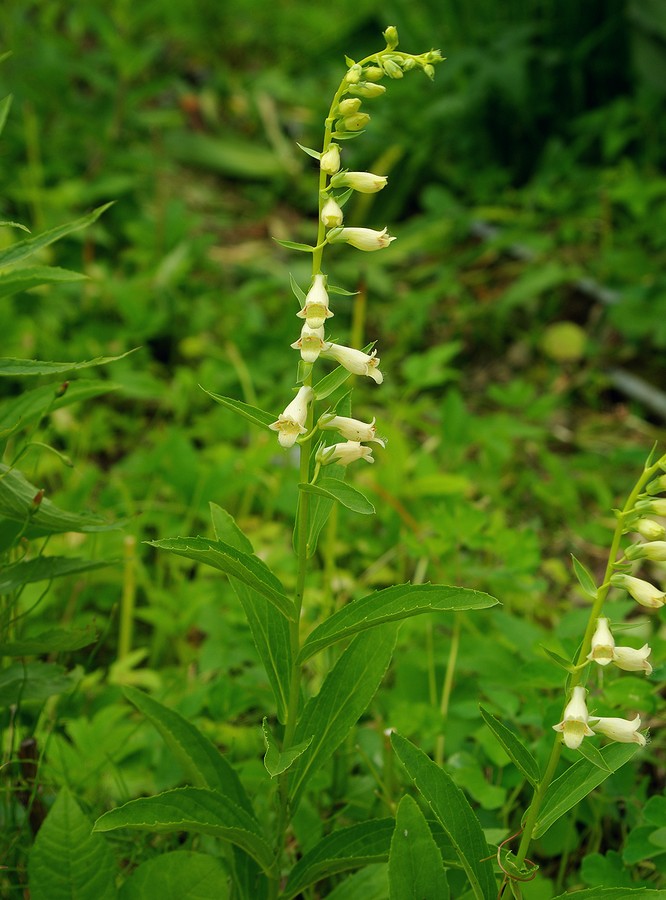 Image of Digitalis lutea specimen.