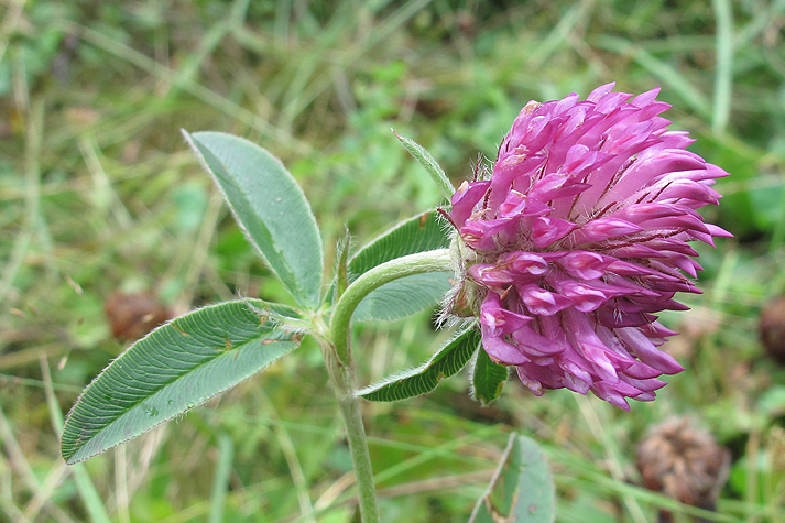 Image of Trifolium alpestre specimen.