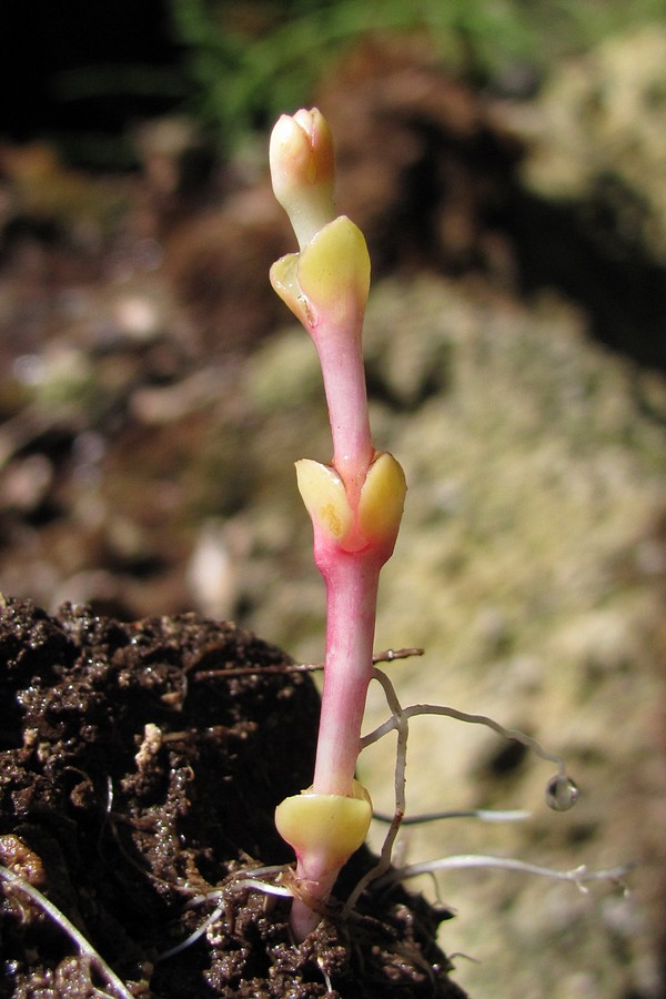 Image of Epilobium consimile specimen.