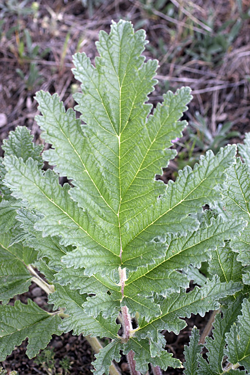 Image of Phlomoides lehmanniana specimen.