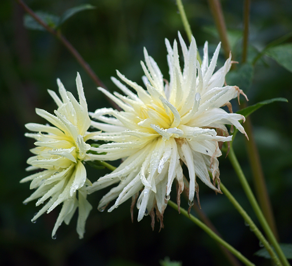 Изображение особи Dahlia &times; cultorum.