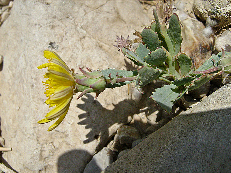 Image of Reichardia tingitana specimen.