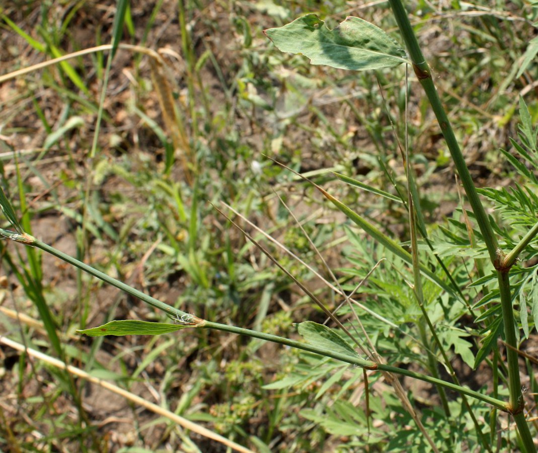 Изображение особи Polygonum patulum.