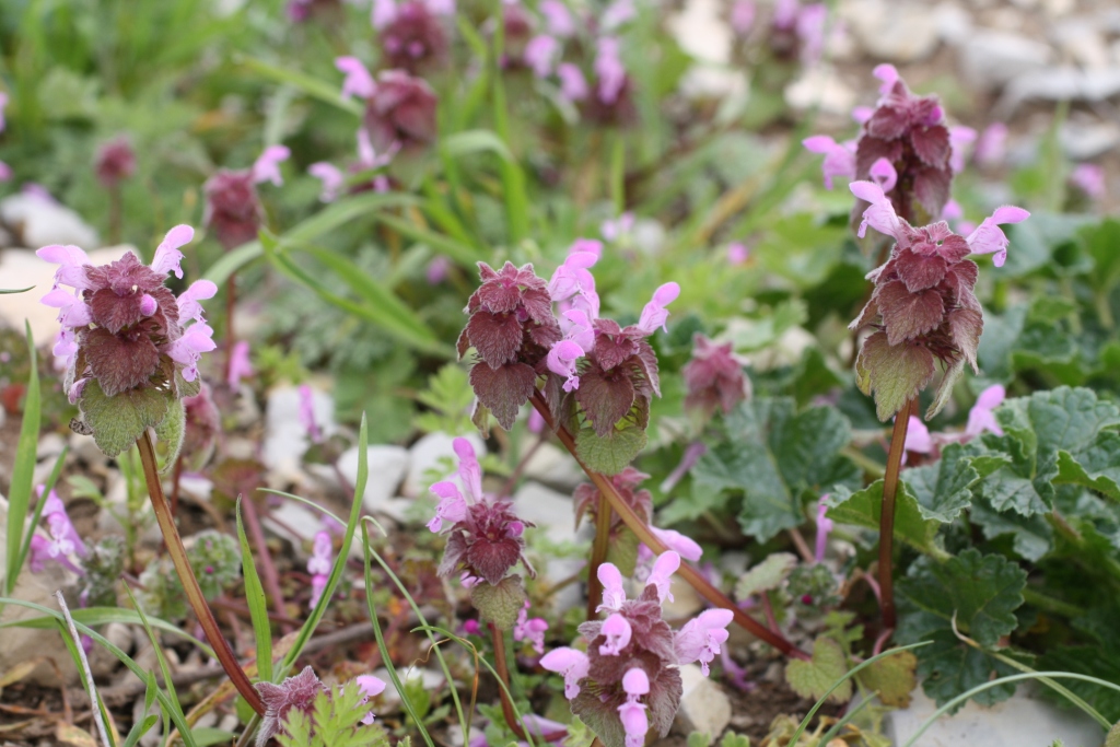 Image of Lamium purpureum specimen.