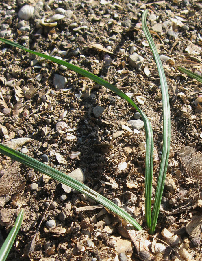 Image of Crocus speciosus specimen.