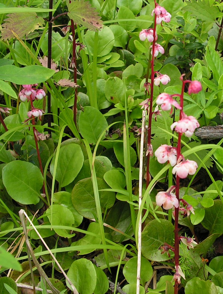 Изображение особи Pyrola incarnata.