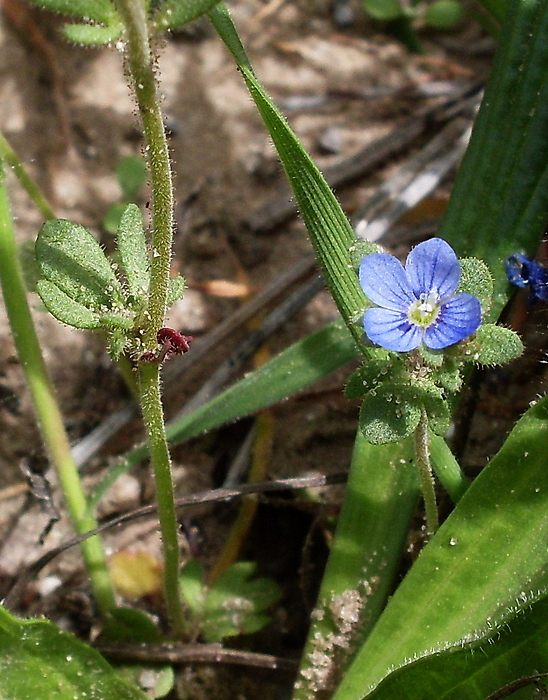 Изображение особи Veronica triphyllos.