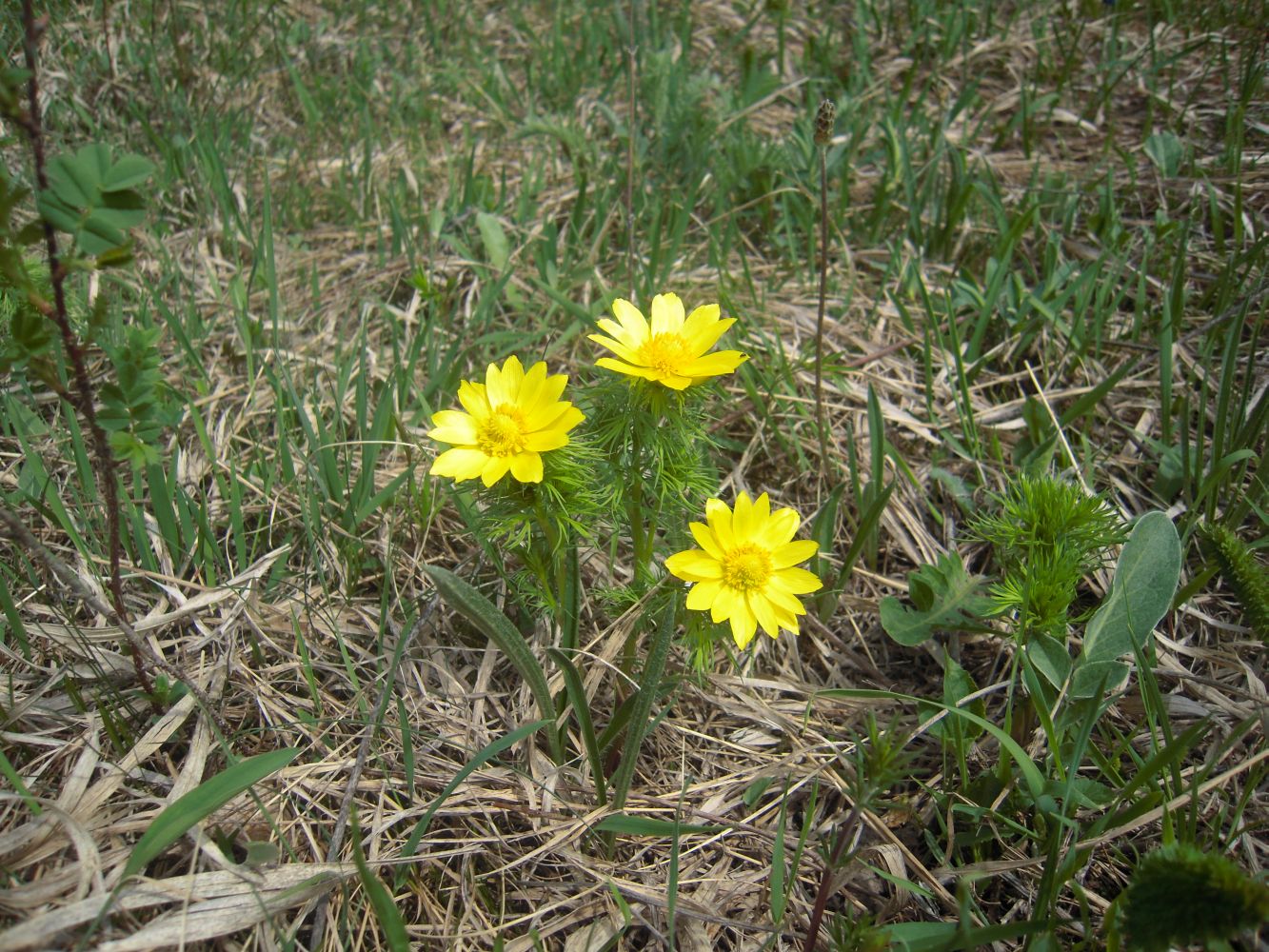 Image of Adonis vernalis specimen.