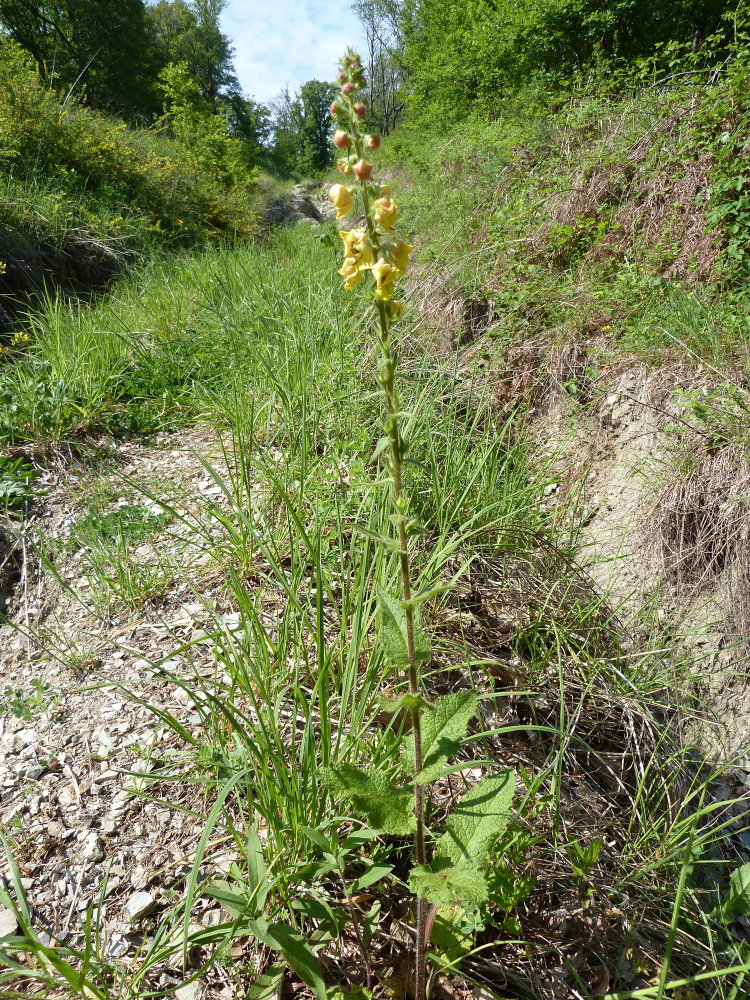 Image of Verbascum spectabile specimen.